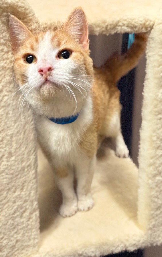 Marmalade