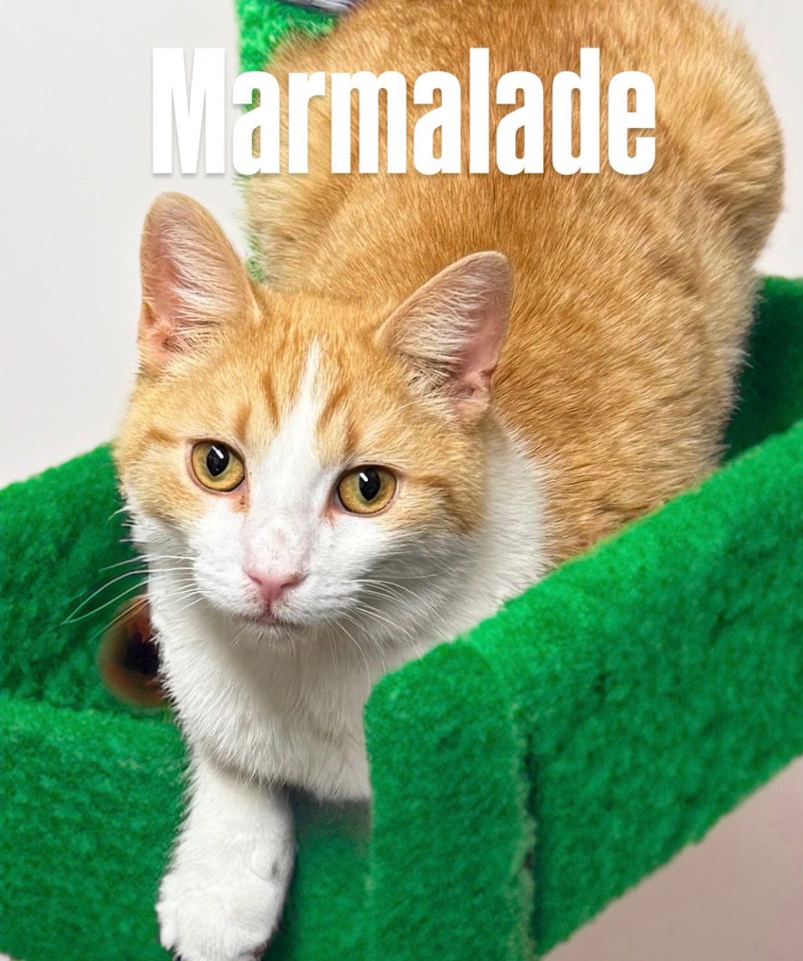 Marmalade