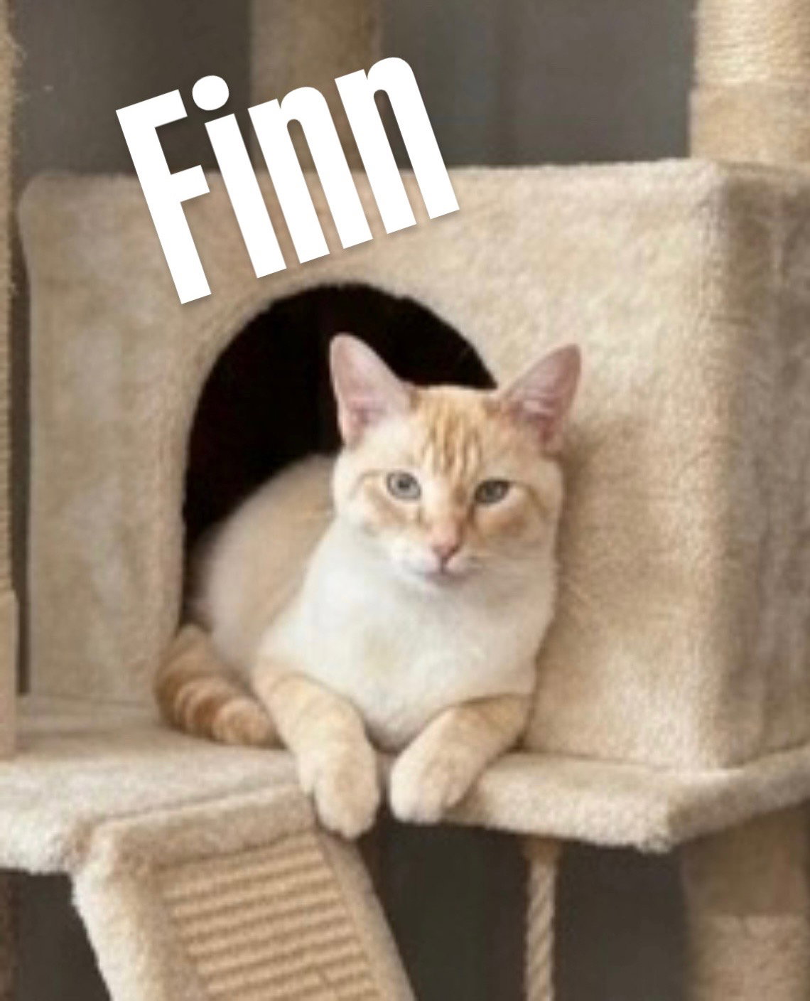 Finn