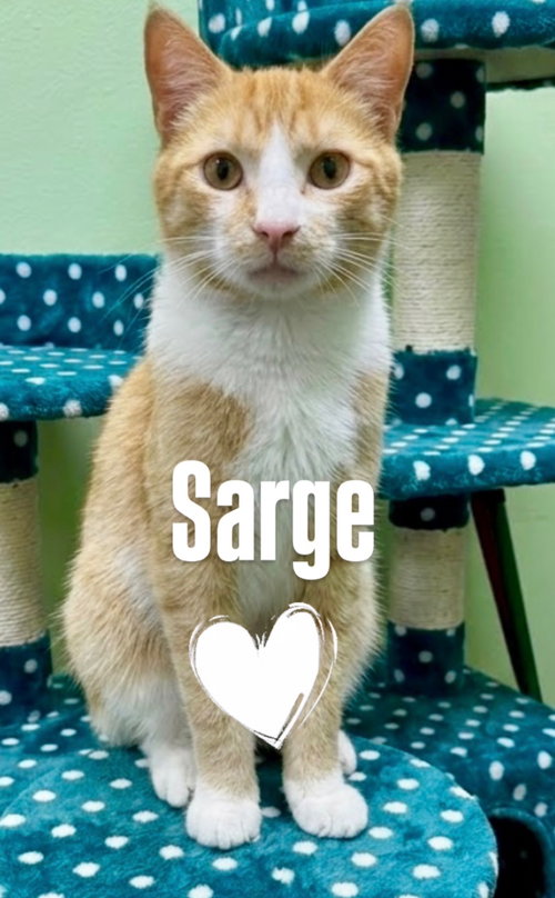 Sarge, an adoptable Domestic Short Hair in Chandler, AZ