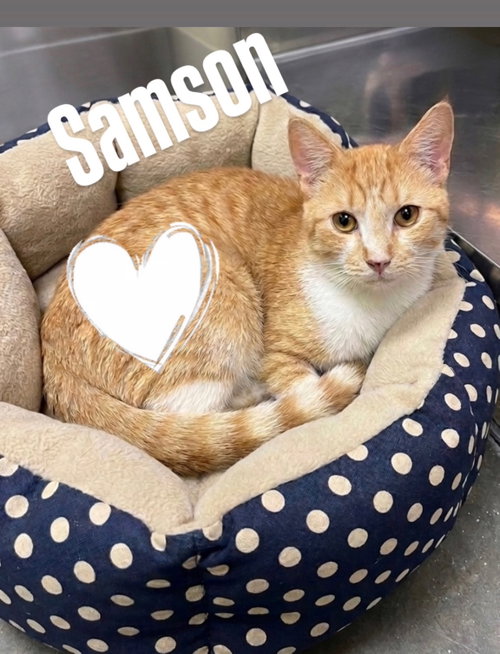 Samson, an adoptable Domestic Short Hair in Chandler, AZ