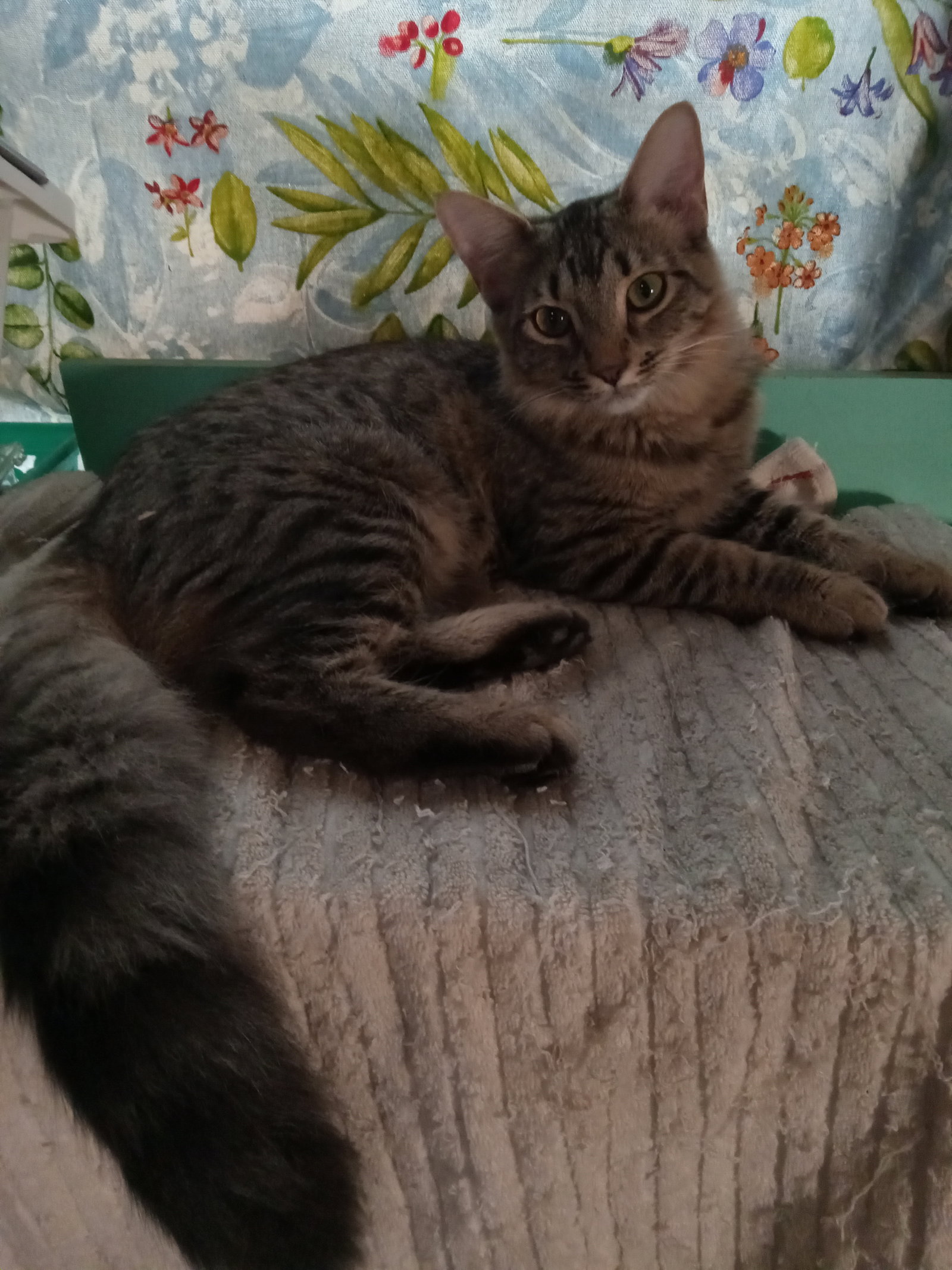 Bennie - female