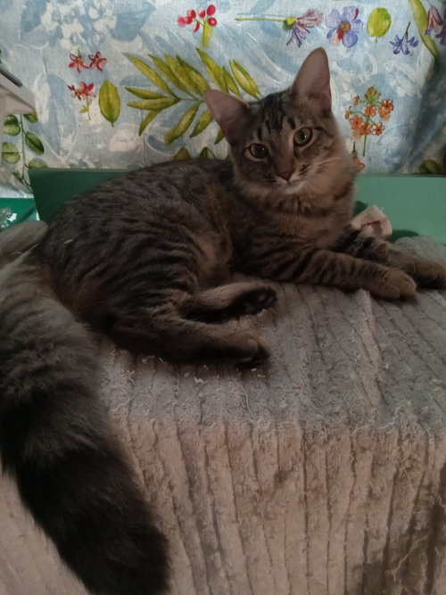 Bennie - female, an adoptable Domestic Long Hair in Chandler, AZ