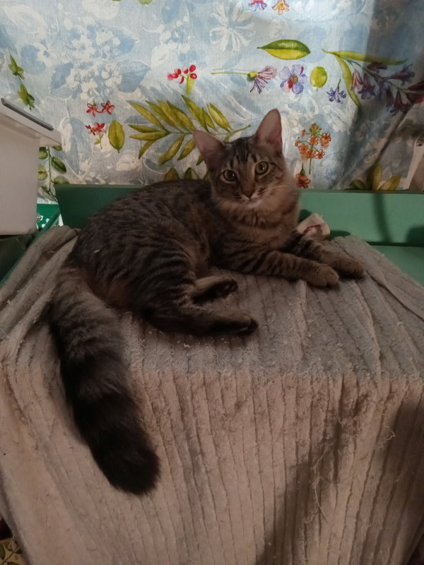 Bennie - female