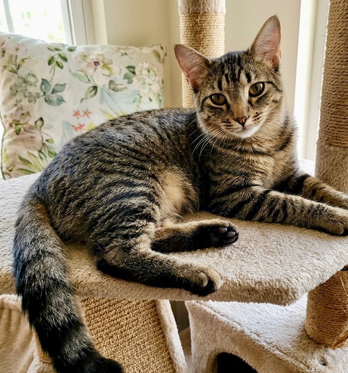 Bennie - female, an adoptable Domestic Long Hair in Chandler, AZ
