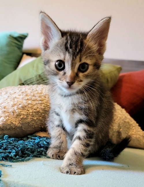 Birdie, an adoptable Tabby in Chandler, AZ
