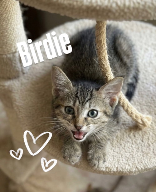 Birdie, Baby Tabby / Mixed (short coat), cat for adoption in Gilbert, Arizona