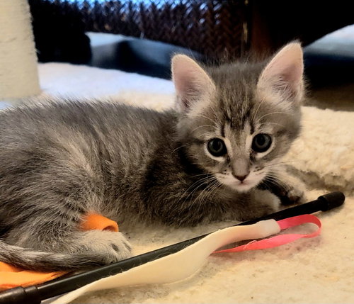 Daisy, Baby Tabby / Mixed (short coat), cat for adoption in Buckeye, Arizona