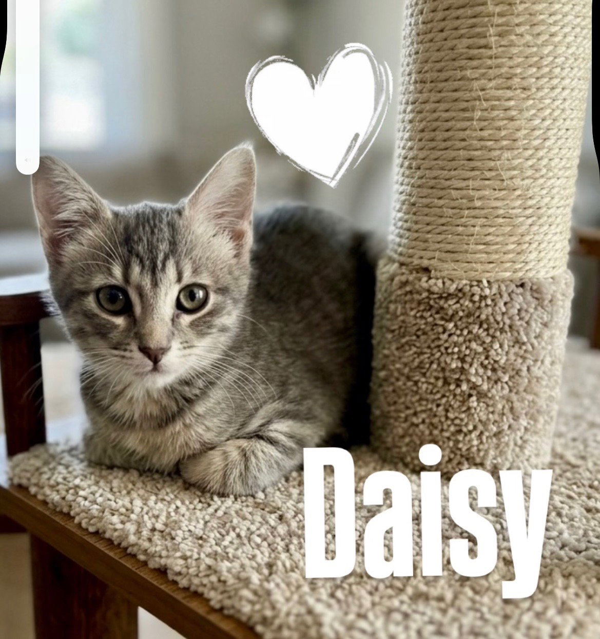Daisy