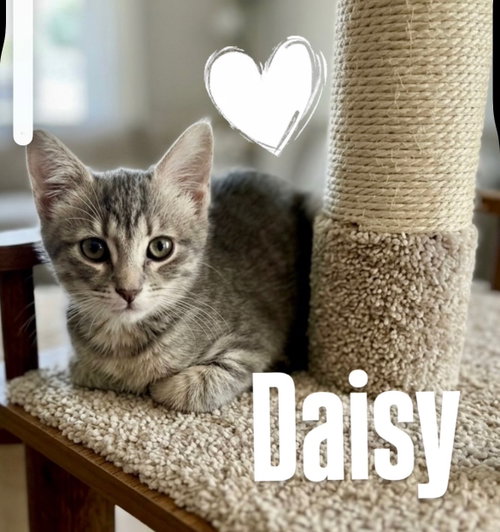 Daisy