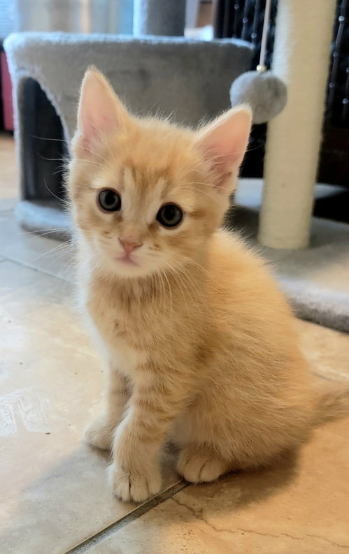Finch, Baby Tabby / Mixed (short coat), cat for adoption in Buckeye, Arizona