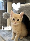 Finch