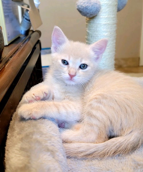 Sonny, Baby Domestic Short Hair / Mixed (short coat), cat for adoption in Buckeye, Arizona