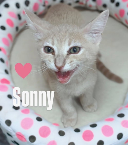 Sonny, Baby Domestic Short Hair / Mixed (short coat), cat for adoption in Gilbert, Arizona