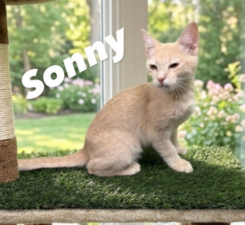 Sonny, Baby Domestic Short Hair / Mixed (short coat), cat for adoption in Gilbert, Arizona