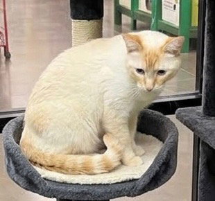 Chiva, an adoptable Tabby in Chandler, AZ