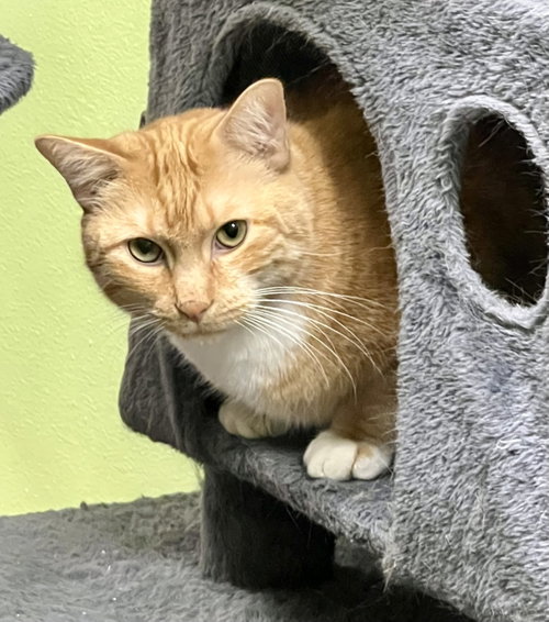 Chiva, Adult Tabby (medium coat), cat for adoption in Buckeye, Arizona