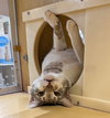 Baloo - Photo 3