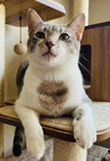 Baloo - Photo 2