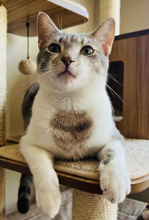 BALOO - American Shorthair available for adoption