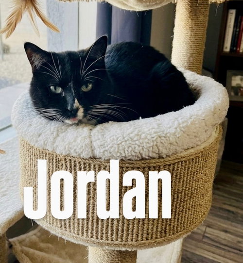 Jordan, an adoptable Tabby in Chandler, AZ