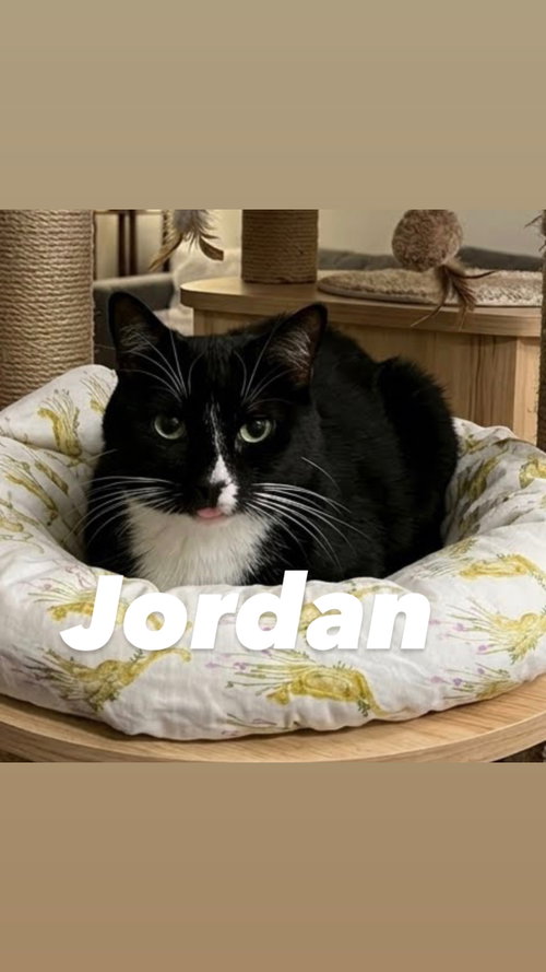 Jordan, an adoptable Tabby in Chandler, AZ