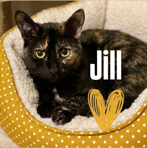Jill, an adoptable Domestic Short Hair in Chandler, AZ