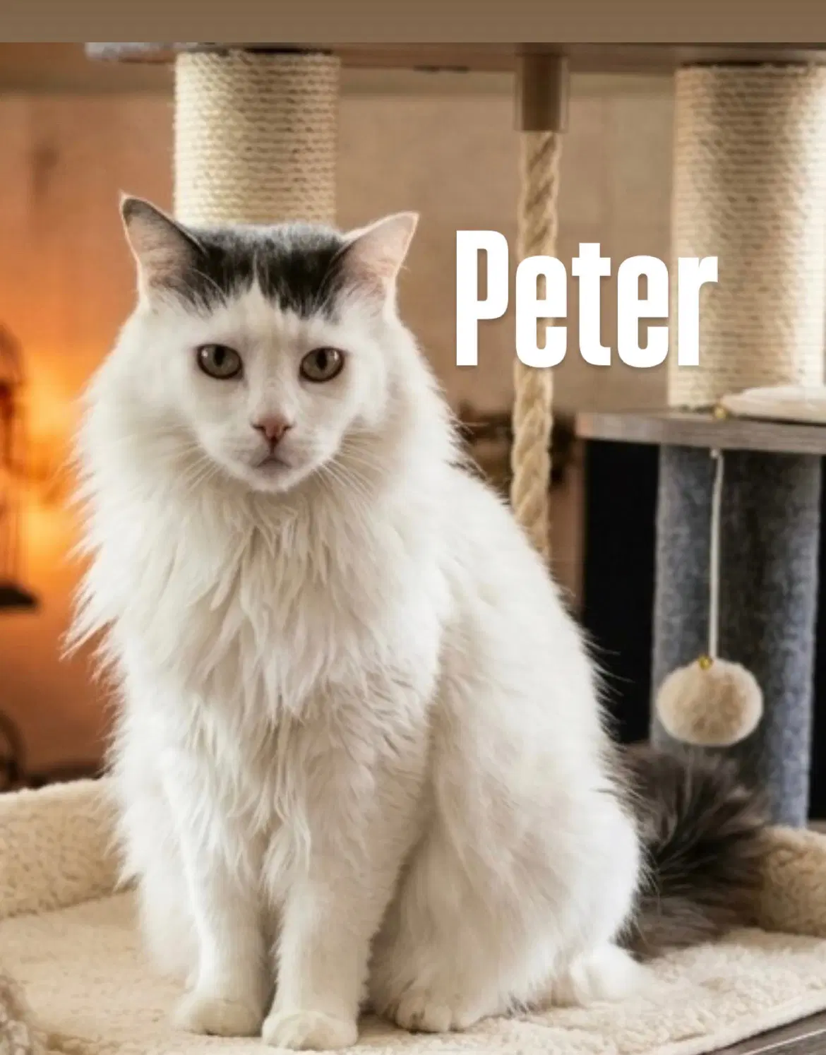 Peter - Domestic Long Hair