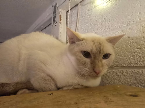 Valentino, an adoptable Siamese in Chandler, AZ