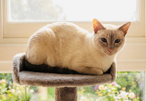 Valentino, an adoptable Siamese in Chandler, AZ
