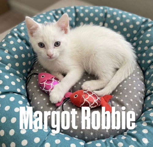 Margot Robbie, an adoptable Domestic Short Hair in Chandler, AZ
