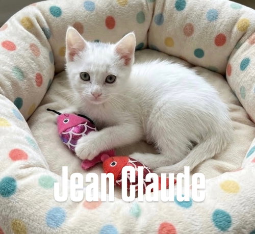 Jean Claude Van Dame, an adoptable Domestic Short Hair in Chandler, AZ