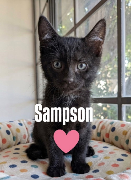 Sampson, an adoptable Domestic Short Hair in Chandler, AZ