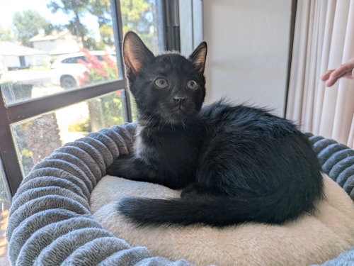 Velvet, an adoptable Domestic Short Hair in Chandler, AZ