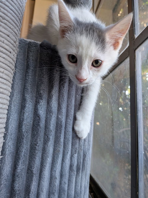 Maverick, an adoptable Domestic Short Hair in Chandler, AZ