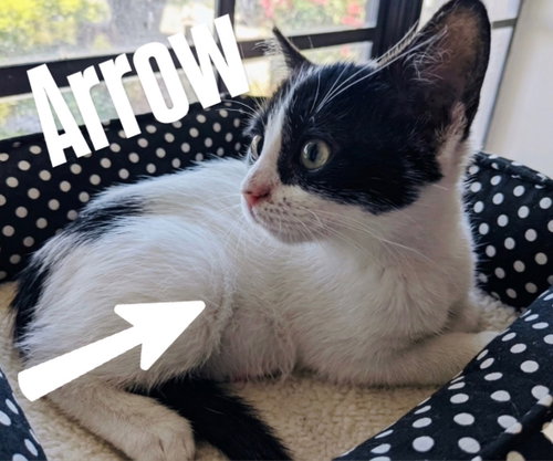 Arrow, an adoptable Domestic Short Hair in Chandler, AZ