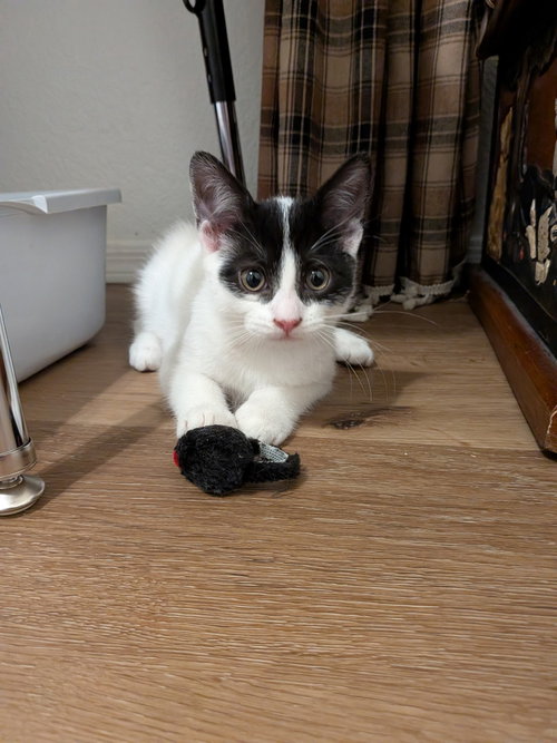 Arrow, Baby Domestic Short Hair (short coat), cat for adoption in Buckeye, Arizona