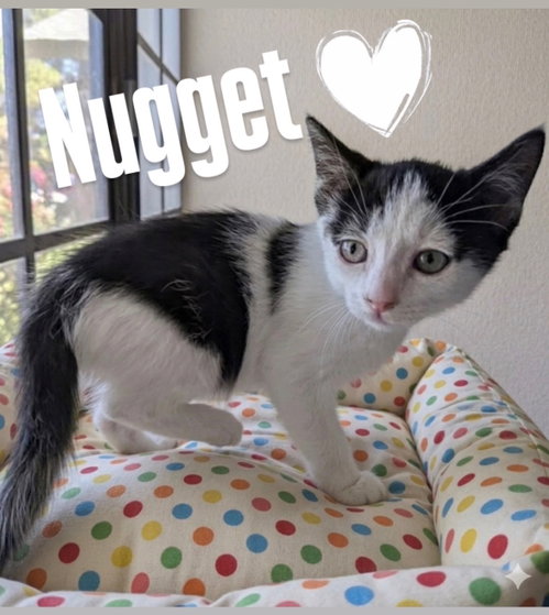 Nugget, an adoptable Domestic Short Hair in Chandler, AZ