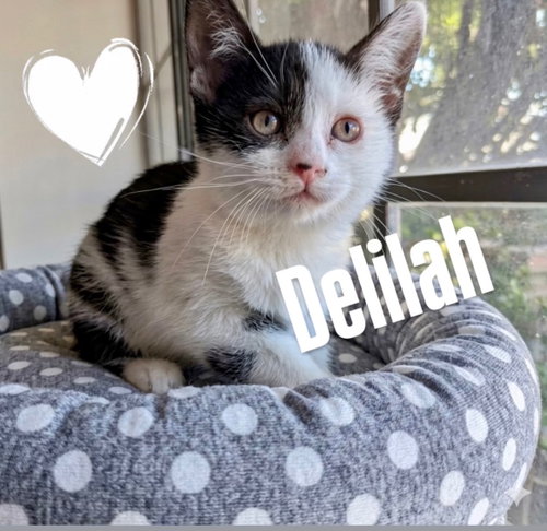 Delilah, an adoptable Domestic Short Hair in Chandler, AZ