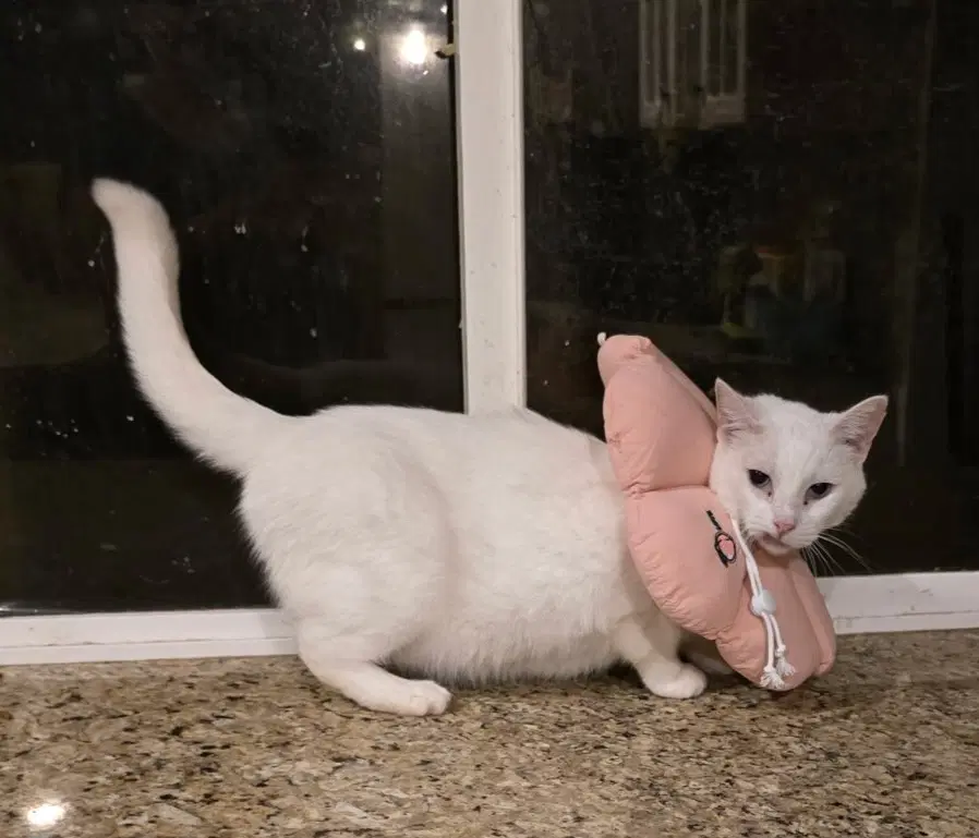 Lily - Domestic Short Hair
