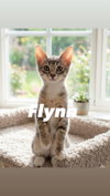 Flynn