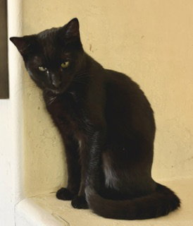Lyle (Ly-Ly), Young Domestic Short Hair (short coat), cat for adoption in Buckeye, Arizona