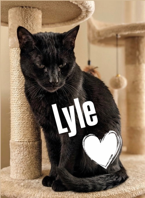 Lyle (Ly-Ly)