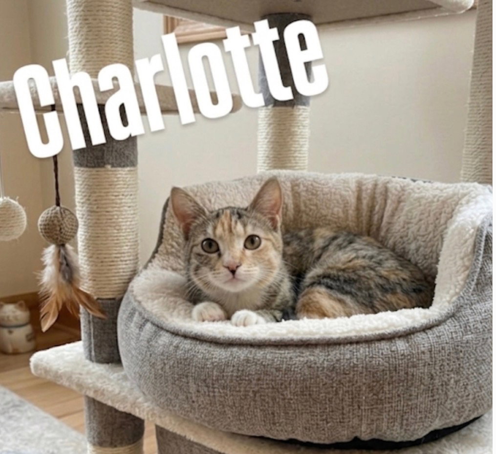 Charlotte