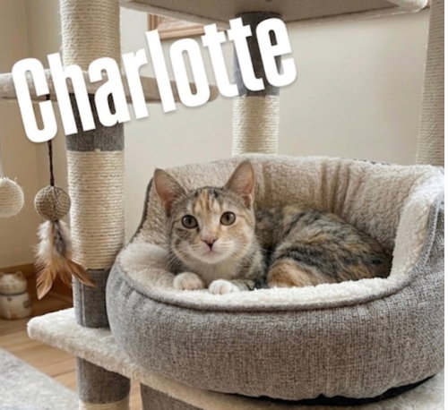 Charlotte, Adult Domestic Short Hair / Mixed (short coat), cat for adoption in Gilbert, Arizona