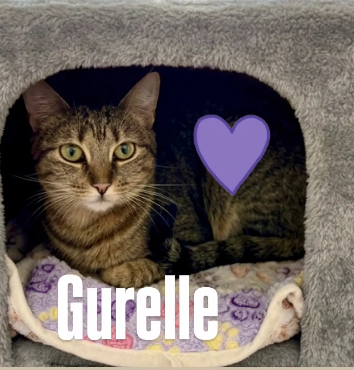 Gurelle image 2