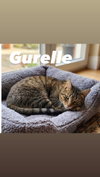 Gurelle