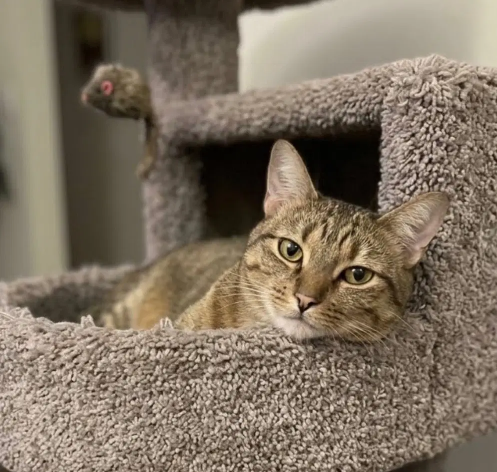 Ninja - Domestic Short Hair