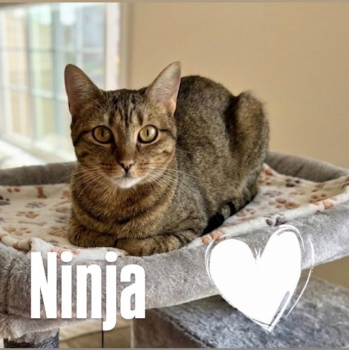 Ninja, Young Domestic Short Hair (short coat), cat for adoption in Gilbert, Arizona