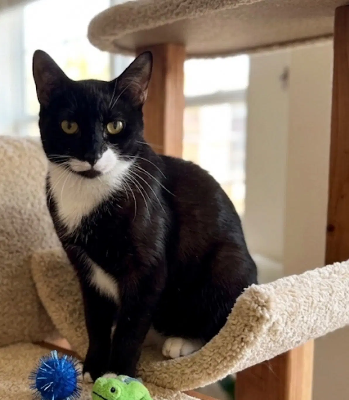 Sabrina - American Shorthair